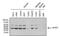 Eukaryotic translation initiation factor 2 subunit 1 antibody, MA1-079, Invitrogen Antibodies, Western Blot image 