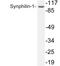 Synuclein Alpha Interacting Protein antibody, LS-C291741, Lifespan Biosciences, Western Blot image 