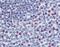 Forkhead Box M1 antibody, GTX17624, GeneTex, Immunohistochemistry paraffin image 