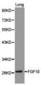 Fibroblast Growth Factor 10 antibody, TA326992, Origene, Western Blot image 