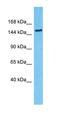 SMC5-SMC6 Complex Localization Factor 2 antibody, orb327220, Biorbyt, Western Blot image 