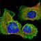 Clathrin Light Chain B antibody, NBP2-55390, Novus Biologicals, Immunofluorescence image 