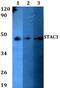 SH3 And Cysteine Rich Domain 3 antibody, PA5-75753, Invitrogen Antibodies, Western Blot image 