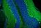 Calbindin 1 antibody, A03047, Boster Biological Technology, Immunofluorescence image 