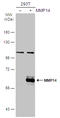 Matrix Metallopeptidase 14 antibody, GTX132884, GeneTex, Western Blot image 