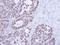 Nuclear RNA Export Factor 1 antibody, NBP1-31649, Novus Biologicals, Immunohistochemistry frozen image 
