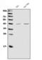 CD48 Molecule antibody, A03281-3, Boster Biological Technology, Western Blot image 