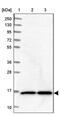 NudC Domain Containing 2 antibody, PA5-57930, Invitrogen Antibodies, Western Blot image 