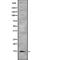 Interleukin 9 antibody, abx147017, Abbexa, Western Blot image 