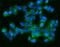 CD9 Molecule antibody, PB9930, Boster Biological Technology, Immunofluorescence image 
