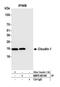 Claudin 1 antibody, NBP2-82110, Novus Biologicals, Immunoprecipitation image 