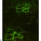 NOG antibody, LS-C813057, Lifespan Biosciences, Immunocytochemistry image 
