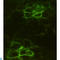 Noggin antibody, LS-C813057, Lifespan Biosciences, Immunocytochemistry image 