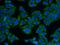 G Protein Subunit Beta 1 antibody, 10247-2-AP, Proteintech Group, Immunofluorescence image 