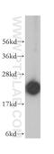 Ribosomal Protein L18a antibody, 14653-1-AP, Proteintech Group, Western Blot image 