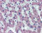 Solute Carrier Family 27 Member 2 antibody, 25-898, ProSci, Immunohistochemistry paraffin image 