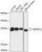 Mesoderm Development LRP Chaperone antibody, A32230, Boster Biological Technology, Western Blot image 