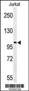 Pleckstrin Homology, MyTH4 And FERM Domain Containing H2 antibody, 64-107, ProSci, Western Blot image 