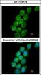 Protein Regulator Of Cytokinesis 1 antibody, GTX115179, GeneTex, Immunofluorescence image 