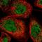 Ankyrin Repeat Domain 39 antibody, HPA042678, Atlas Antibodies, Immunofluorescence image 