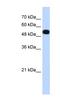UDP-Glucose Pyrophosphorylase 2 antibody, NBP1-55519, Novus Biologicals, Western Blot image 