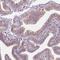 Dynein Regulatory Complex Subunit 3 antibody, HPA036040, Atlas Antibodies, Immunohistochemistry frozen image 