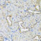 Adenosylhomocysteinase Like 1 antibody, A08908-1, Boster Biological Technology, Immunohistochemistry frozen image 