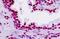 Teashirt Zinc Finger Homeobox 2 antibody, MBS248786, MyBioSource, Immunohistochemistry paraffin image 