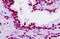 C20orf17 antibody, MBS248786, MyBioSource, Immunohistochemistry paraffin image 