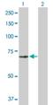 Mucolipin 1 antibody, H00057192-B01P, Novus Biologicals, Western Blot image 