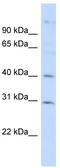 Family With Sequence Similarity 50 Member B antibody, TA334436, Origene, Western Blot image 