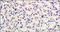 CD40 Ligand antibody, 251649, Abbiotec, Immunohistochemistry paraffin image 