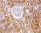 BCL2 antibody, PA5-20068, Invitrogen Antibodies, Immunohistochemistry frozen image 
