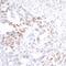 Interferon Regulatory Factor 1 antibody, A700-039, Bethyl Labs, Immunohistochemistry frozen image 