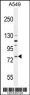 Frizzled Class Receptor 6 antibody, 55-557, ProSci, Western Blot image 