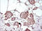 Apolipoprotein A5 antibody, LS-C788470, Lifespan Biosciences, Immunohistochemistry paraffin image 
