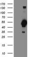 FOXP3 antibody, TA810544, Origene, Western Blot image 