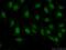 Paired Box 8 antibody, 10336-1-AP, Proteintech Group, Immunofluorescence image 