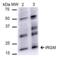 Immunity Related GTPase M antibody, SPC-681D-ALP, StressMarq, Western Blot image 