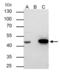 Flap Structure-Specific Endonuclease 1 antibody, PA5-27518, Invitrogen Antibodies, Immunoprecipitation image 