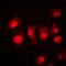 STAT3 antibody, LS-C352900, Lifespan Biosciences, Immunofluorescence image 
