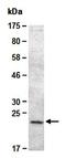 Glial Cell Derived Neurotrophic Factor antibody, orb66950, Biorbyt, Western Blot image 
