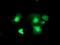 Thymidylate kinase antibody, NBP2-01184, Novus Biologicals, Immunofluorescence image 