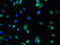 Autophagy Related 7 antibody, A62122-100, Epigentek, Immunofluorescence image 