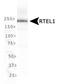 Regulator Of Telomere Elongation Helicase 1 antibody, NBP2-22360, Novus Biologicals, Western Blot image 