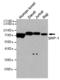 Protein Tyrosine Phosphatase Non-Receptor Type 6 antibody, TA347034, Origene, Western Blot image 