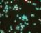 HIF1-alpha antibody, MA1-16518, Invitrogen Antibodies, Immunofluorescence image 