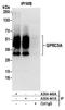 G Protein-Coupled Receptor Class C Group 5 Member A antibody, A304-440A, Bethyl Labs, Immunoprecipitation image 