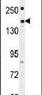 Pleckstrin Homology And RhoGEF Domain Containing G1 antibody, PA5-24285, Invitrogen Antibodies, Western Blot image 