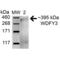 WD Repeat And FYVE Domain Containing 3 antibody, SPC-666D-FITC, StressMarq, Western Blot image 